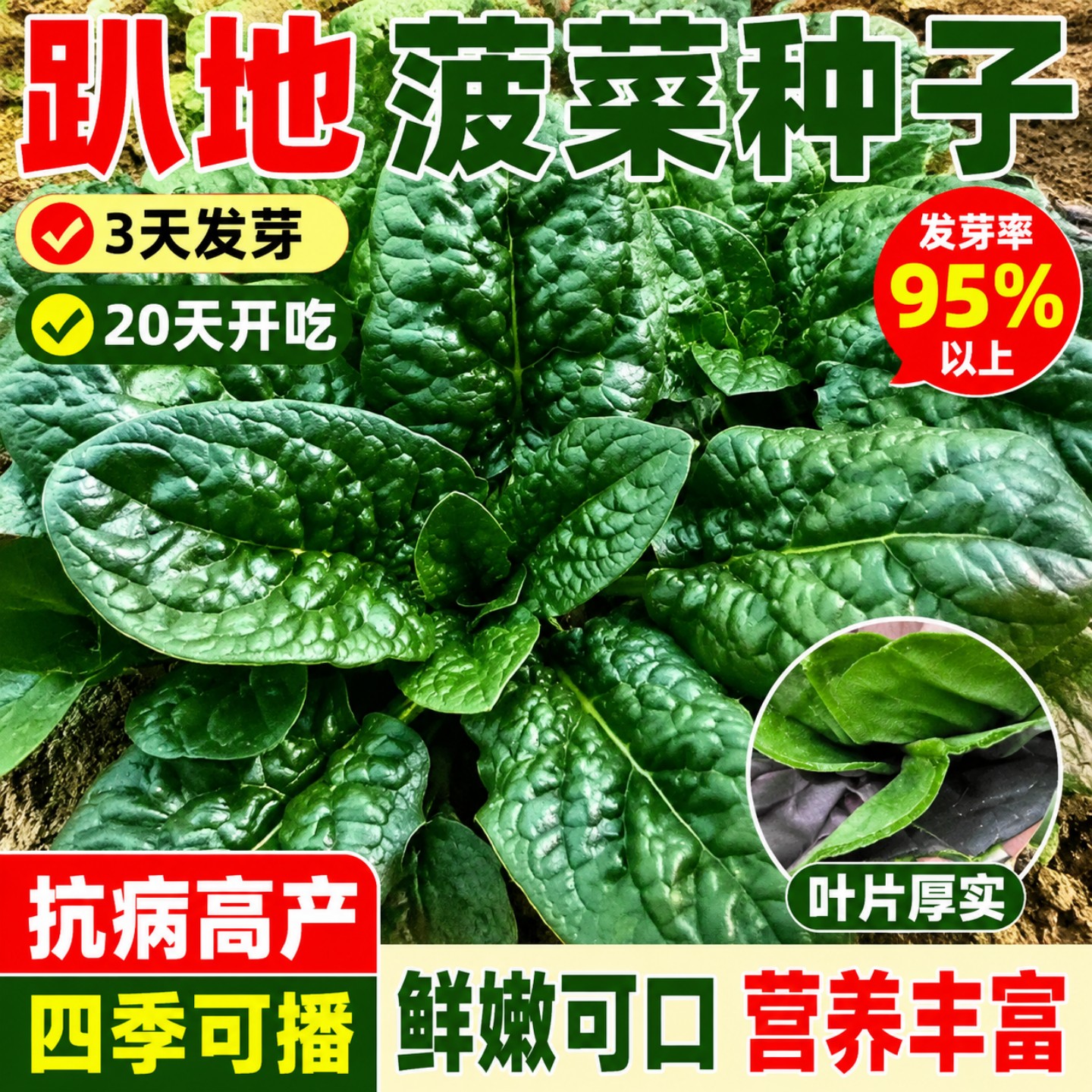 趴地菠菜种子黑园叶菠菜种籽