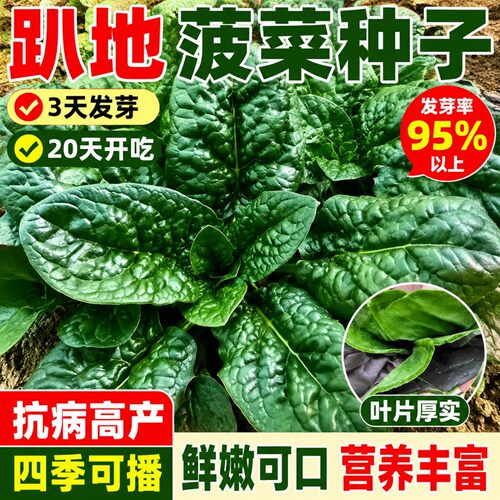 趴地菠菜种子黑园叶菠菜种籽
