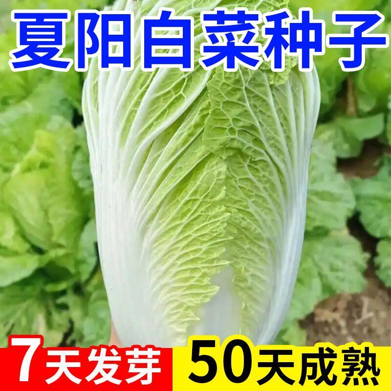 夏阳白菜种子50天早熟耐高温一年四季抗热大白菜种籽农家蔬菜种子