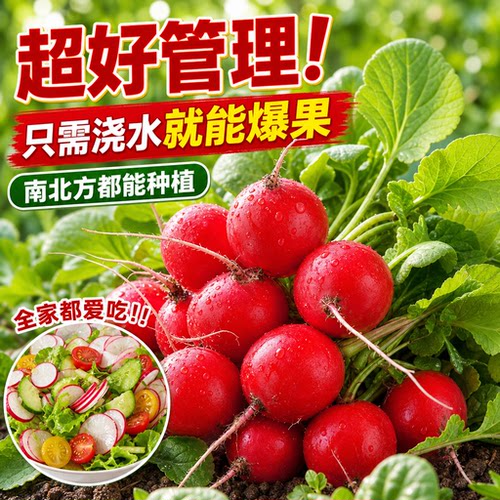 樱桃萝卜种子大全水果春秋樱桃萝卜菜籽四季种孑阳台盆栽蔬菜种籽
