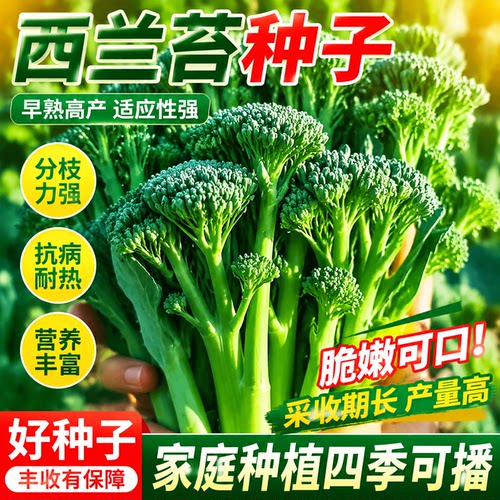 正品新种西兰苔种子绿西兰苔有机西洋芥兰田园庭院种植蔬菜苔种子