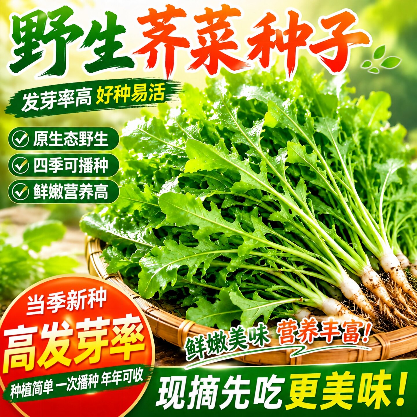 野生荠菜种籽四季老品种大叶荠菜
