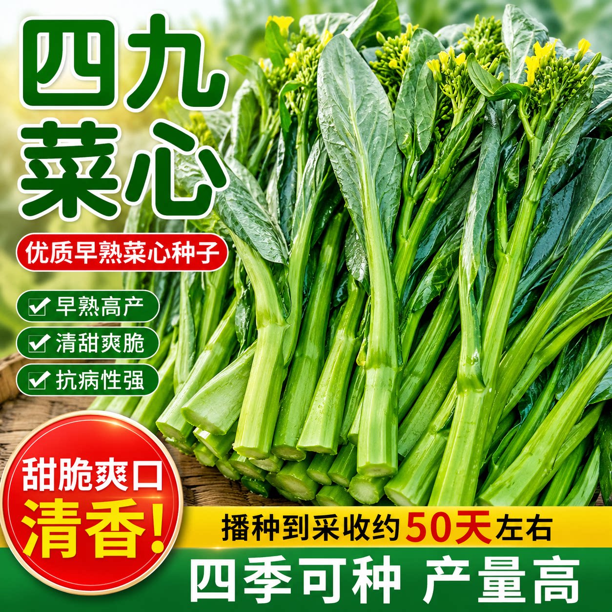 四季甜菜心种子抗热耐湿青菜春秋四季播农家四九菜心阳台快菜种籽