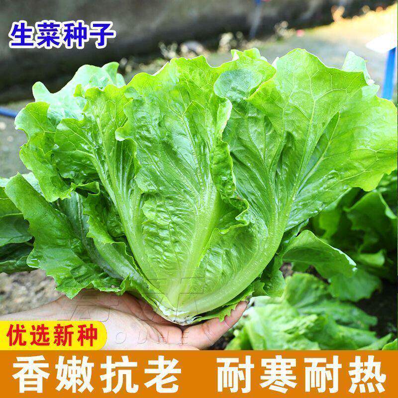 意大利生菜种子籽抗热耐抽苔全年生菜四季种植家庭阳台菜园易种植