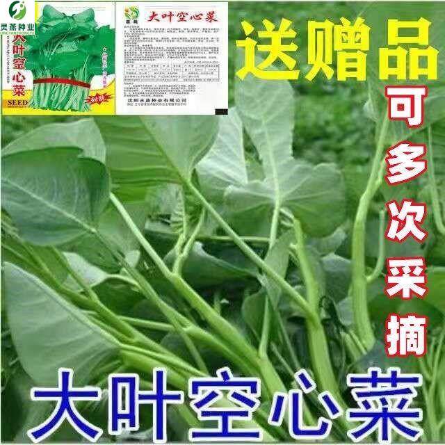 大叶空心菜种子圆叶空心菜长藤藤藤菜四季春夏季阳台盆栽蔬菜种子