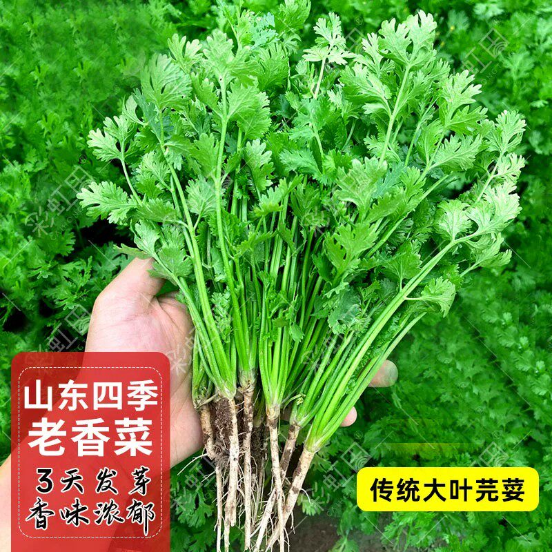 四季香菜种子老品种大叶耐热易种活速生蔬菜种籽芫荽香菜种孑菜籽