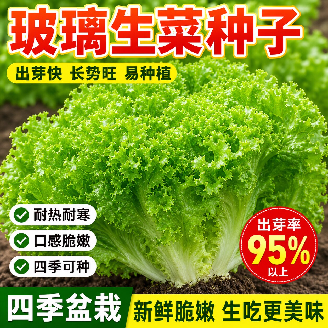 甜脆玻璃生菜种子割完又长速生四季种菜籽阳台盆栽庭院春秋易播种