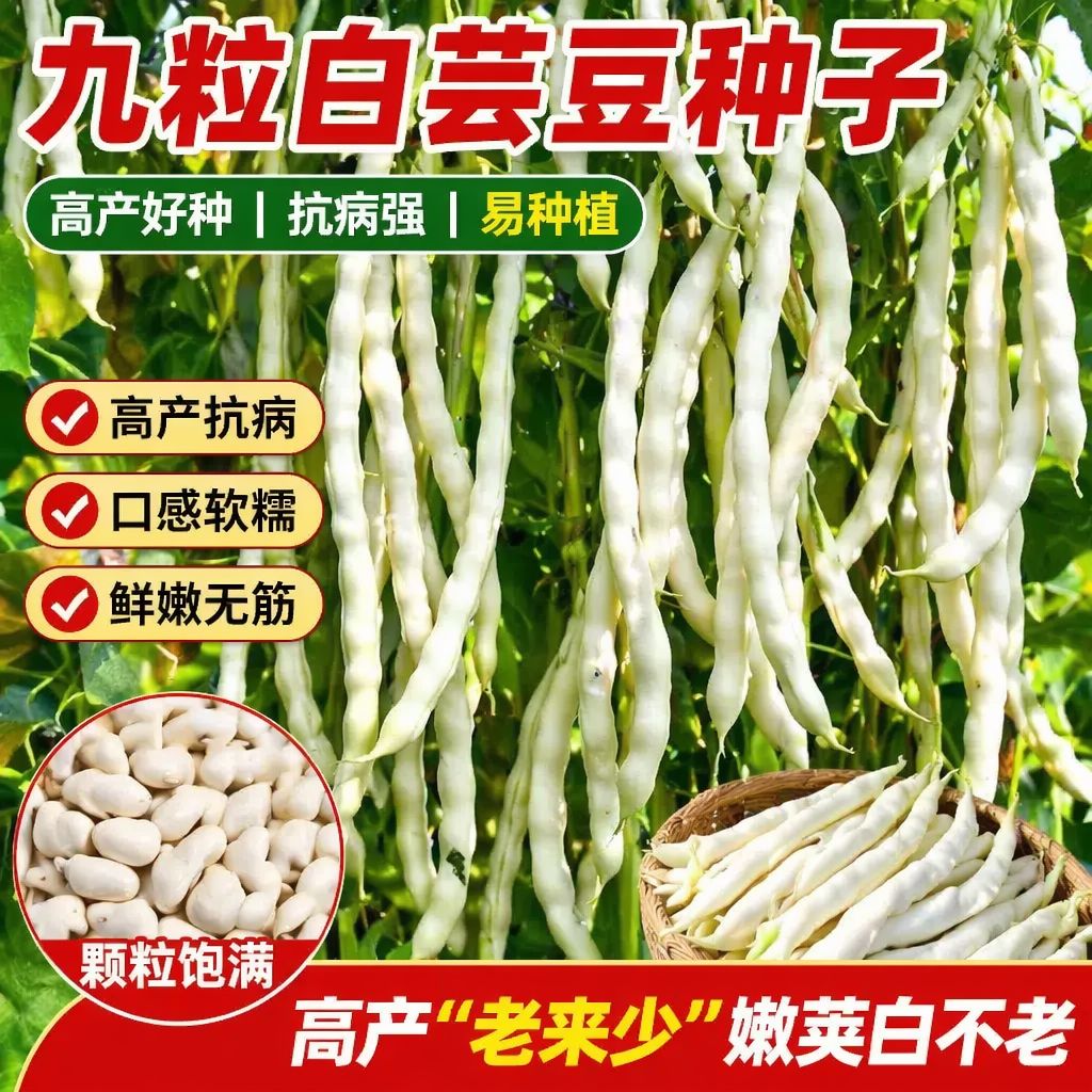 摘不败九粒白芸豆种子早熟高产白不老豆角种子四季老来少豆角种子
