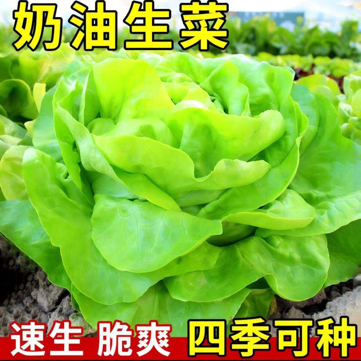 奶油生菜种子种籽四季夏天夏季适合可以种植的菜籽蔬菜孑籽种的