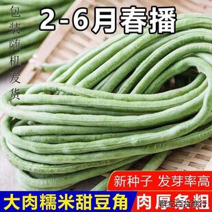 大肉甜豆角白豆角肉厚油白型糯米长豆角高产农家四季蔬菜种子大全