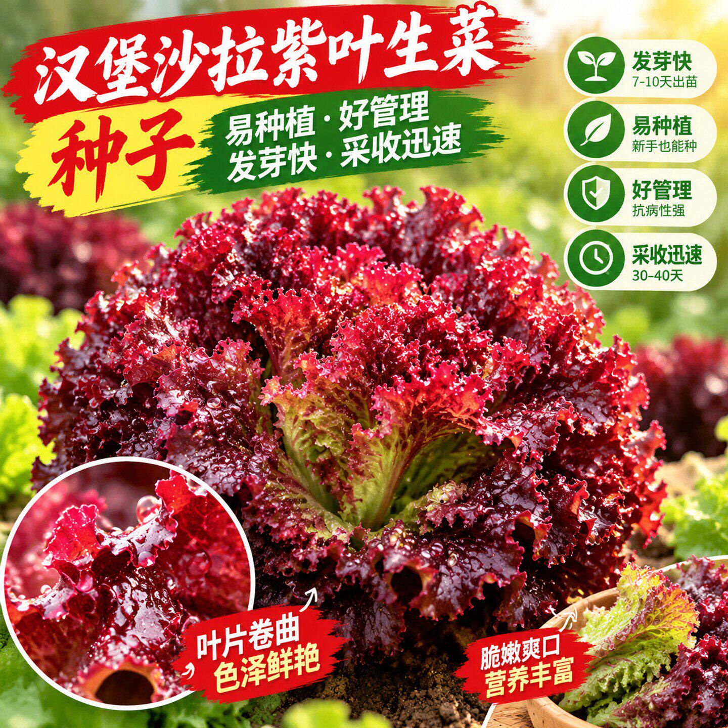 紫叶生菜种子沙拉菜种子四季种植耐寒热庭院大田蔬菜速生阳台盆栽
