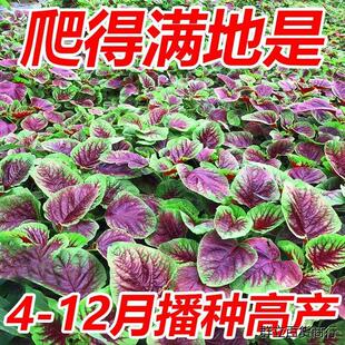 汉菜红圆叶苋菜种子白籽种四季孑柳叶春季蔬菜种籽菜籽菜种大全