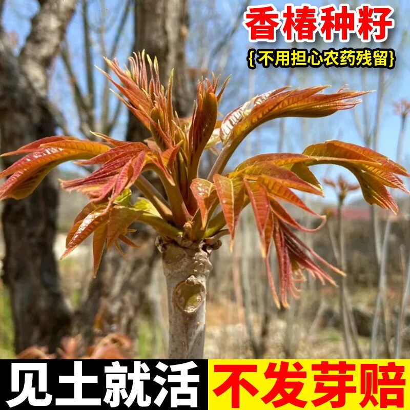 香椿种子红油香椿种子高产四季食用香椿树种子庭院阳台红香椿种籽