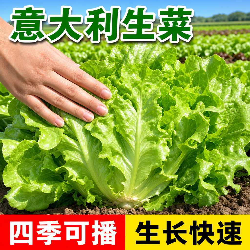 意大利生菜种子籽抗热耐抽苔全年生菜四季种植家庭阳台菜园易种植