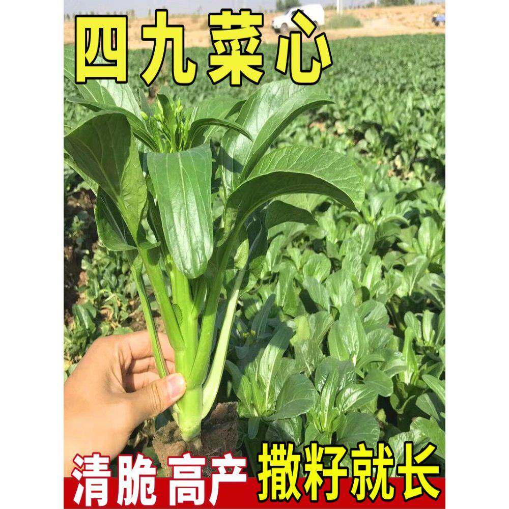 四九菜心种子广东甜菜心菜苔青菜籽高产四季春秋阳台盆栽蔬菜种孑