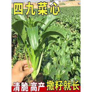 四九菜心种子广东甜菜心菜苔青菜