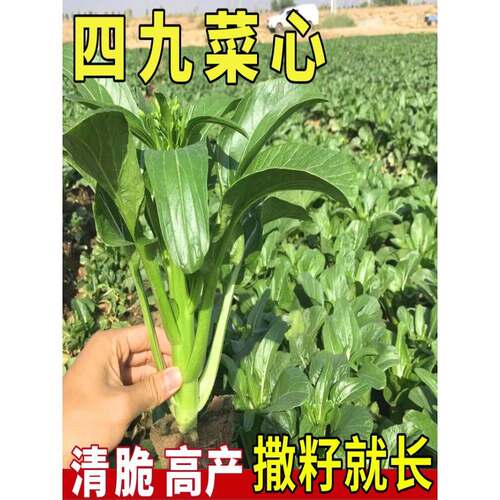 四九菜心种子广东甜菜心菜苔青菜