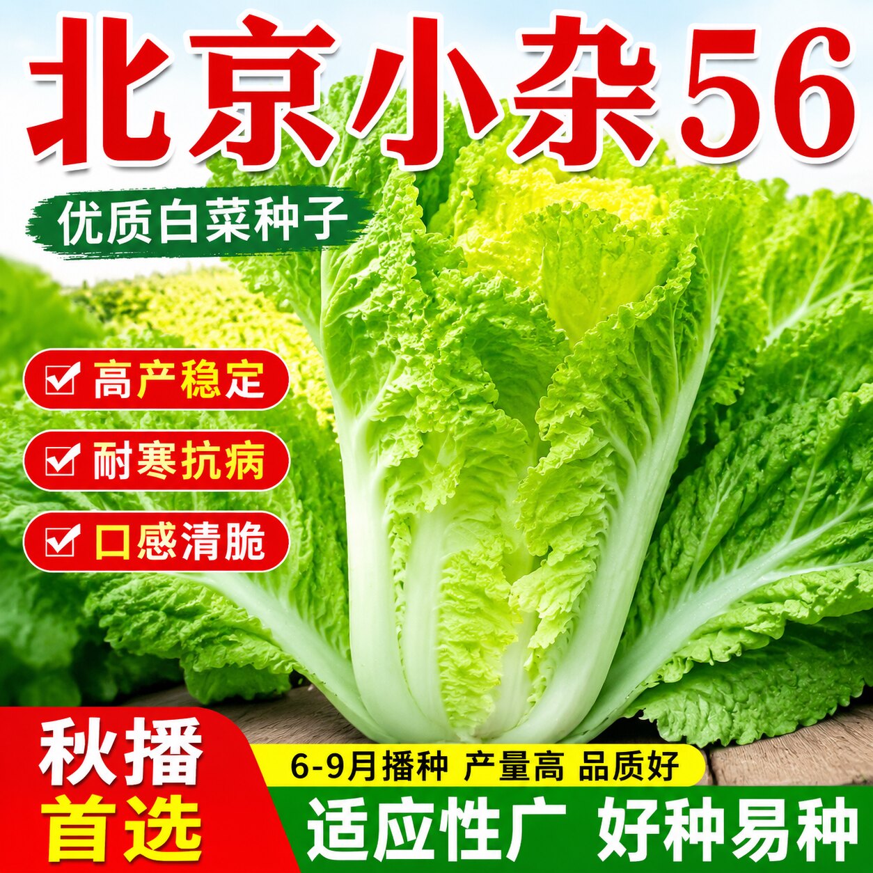 北京小杂56早熟黄心大白菜种籽高产抗病蔬菜种子春夏秋包心白菜种