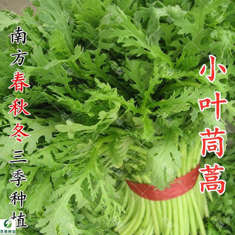 小叶茼蒿种子种籽皇帝菜光杆菜种菊花四季籽种青菜蔬菜孑菜籽菜种