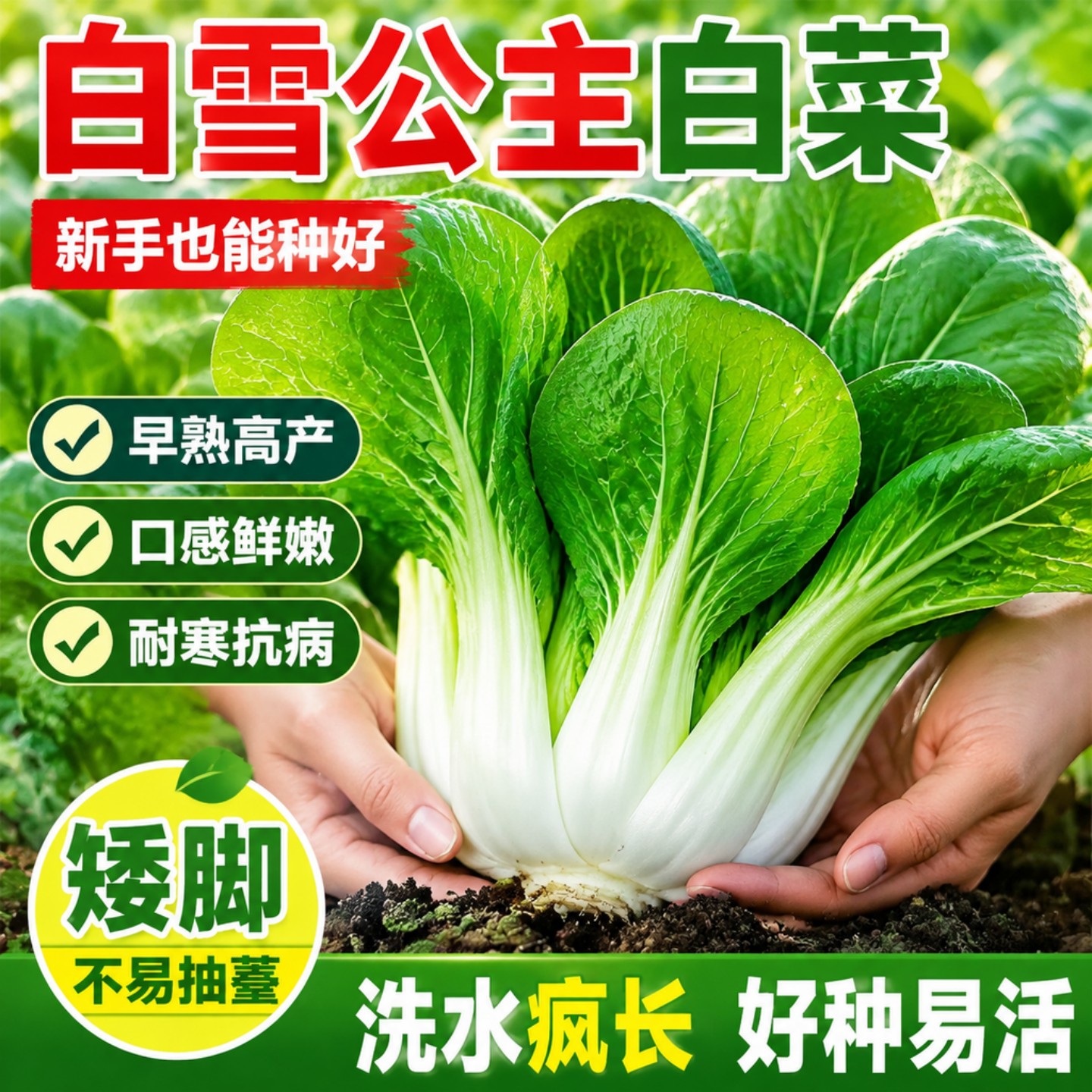 奶油白菜种子白雪公主奶白菜种