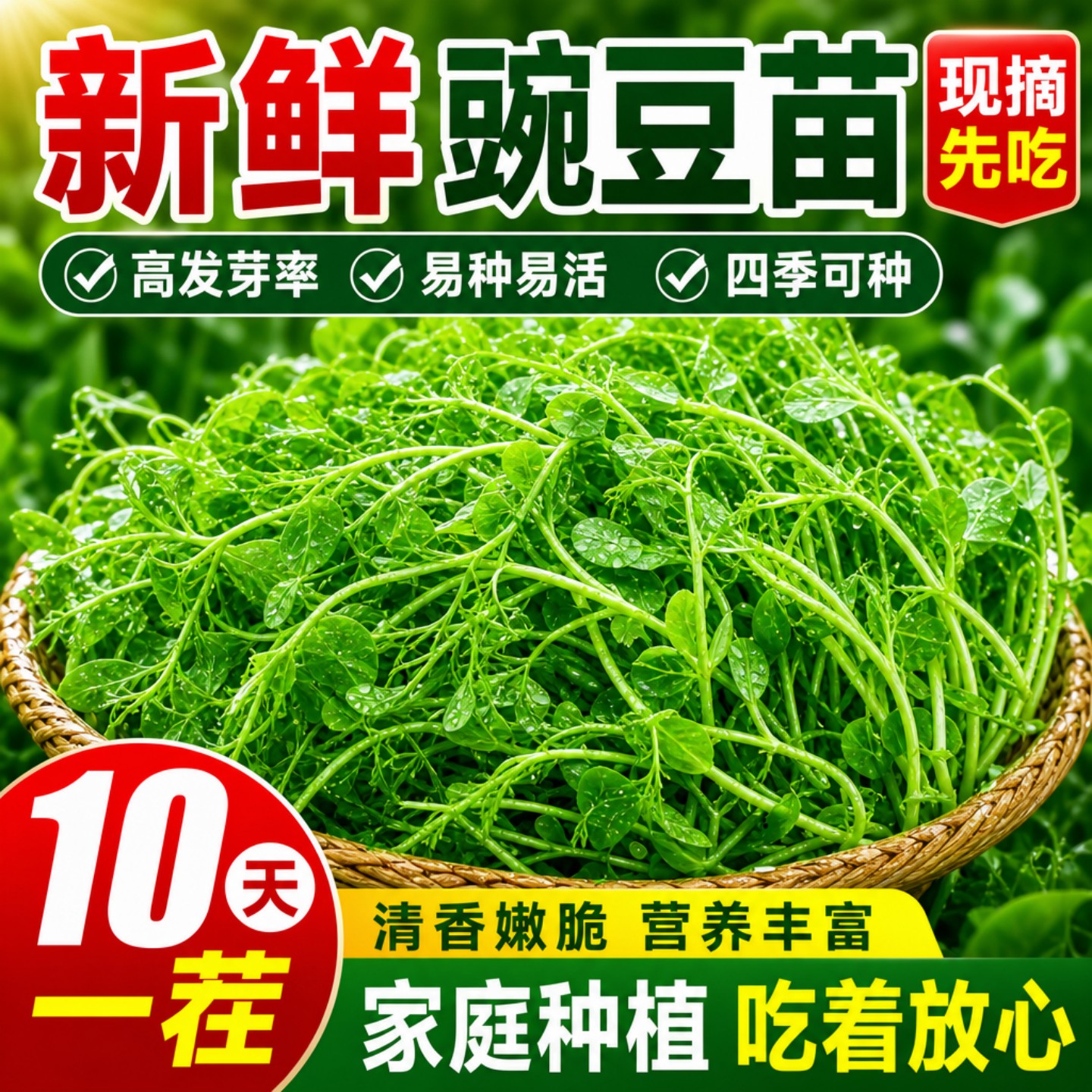 豌豆种子四季甜脆豌豆苗种