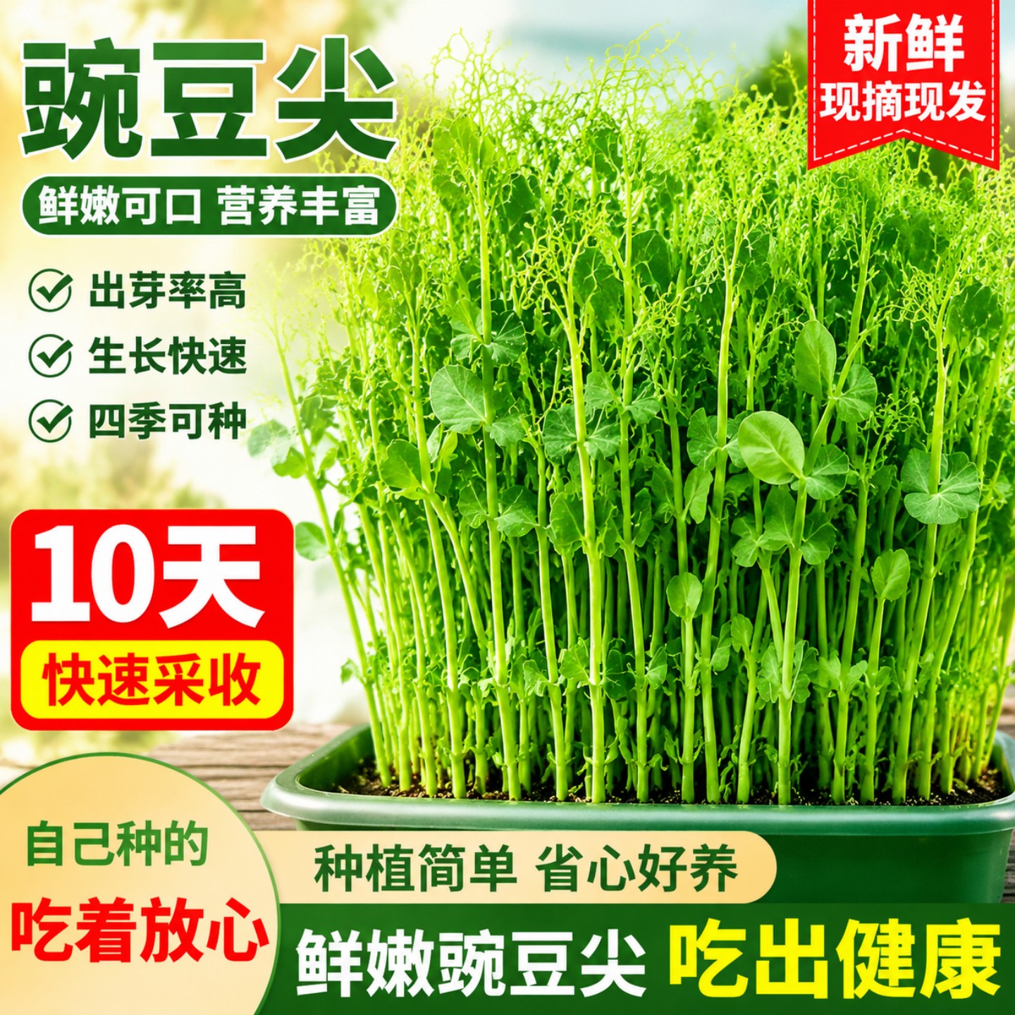 豌豆尖种子豌豆苗种子四季易种