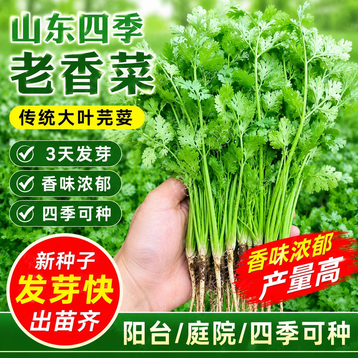 耐热【新种】四季速生香菜种子三天出大叶芫荽种籽农家阳台盆栽
