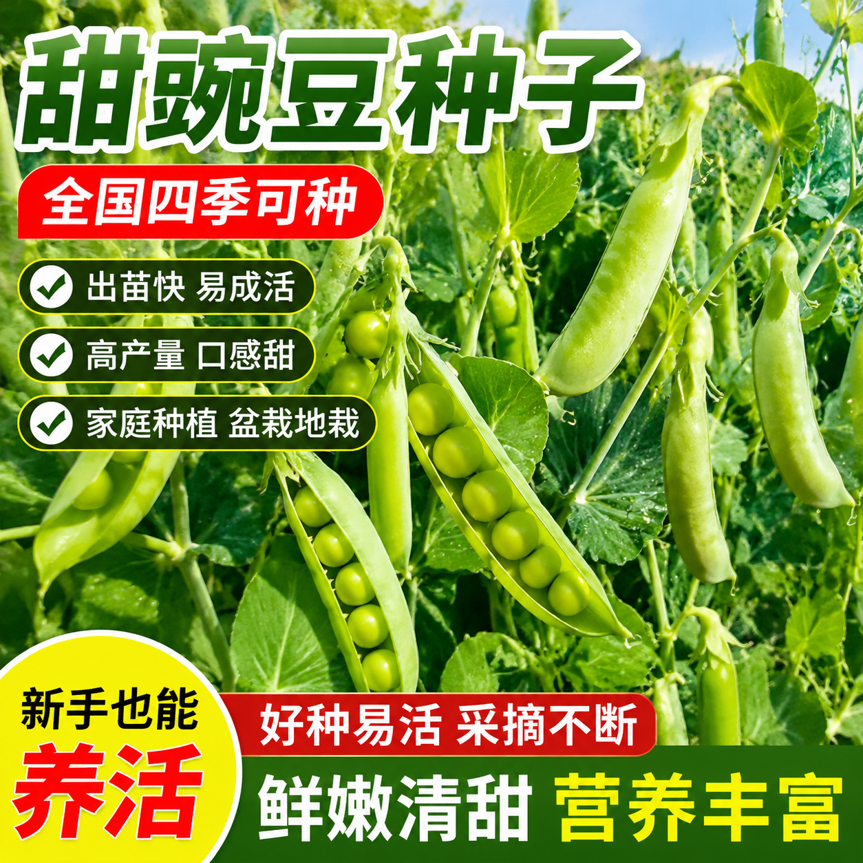 甜脆豌豆种子四季高产可生吃青豌豆苗尖种籽菜豌豆荷兰豆蔬菜种孑