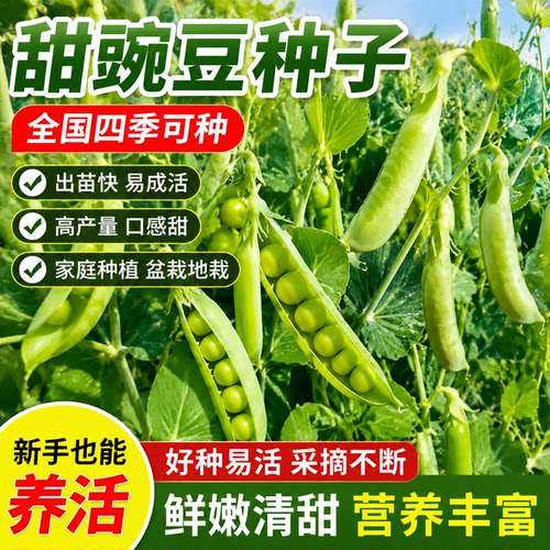甜脆豌豆种子四季高产可生吃青豌豆苗尖种籽菜豌豆荷兰豆蔬菜种孑
