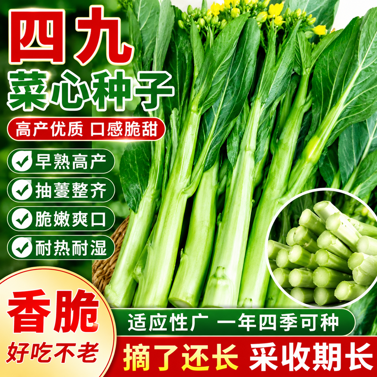 四九菜心种子广东青菜农家阳台盆栽庭院农家播秋冬四季蔬菜苔种籽