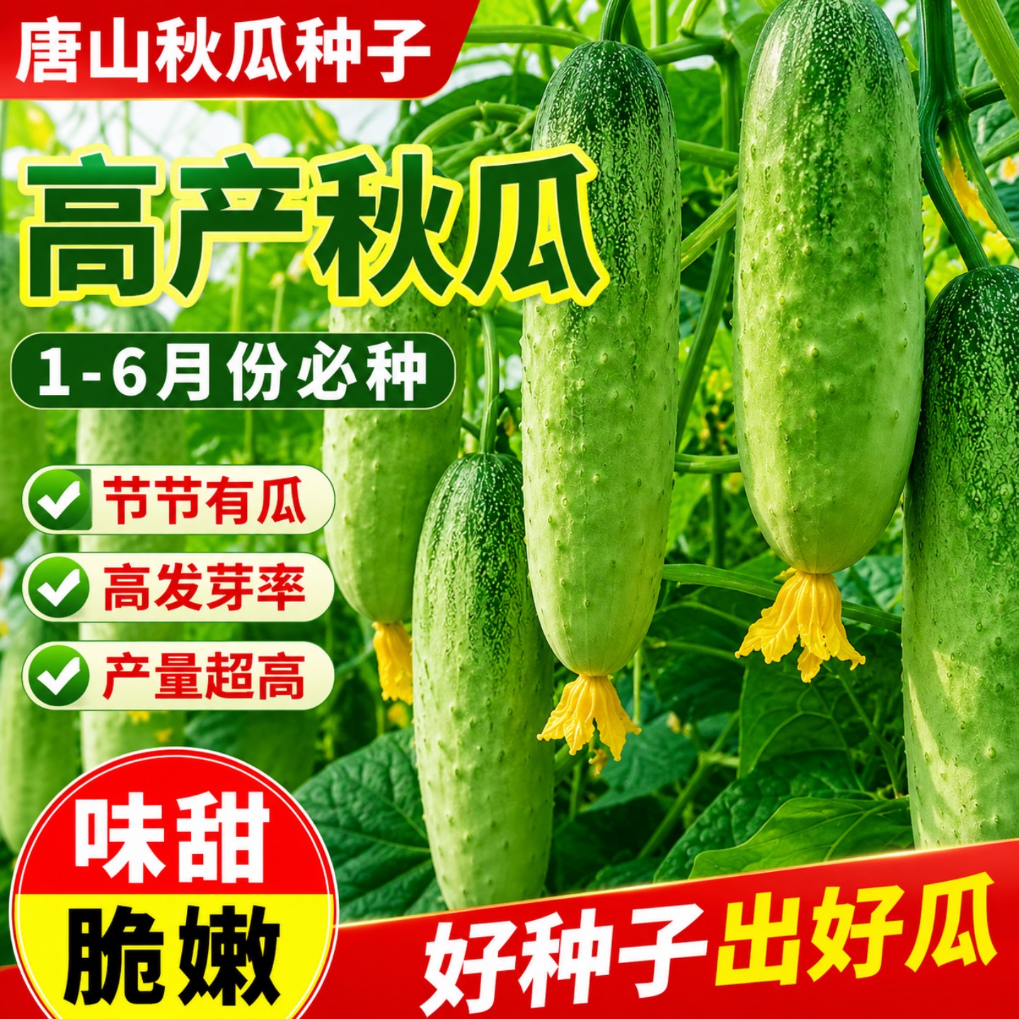 唐山秋瓜种子秋黄瓜高产旱黄瓜
