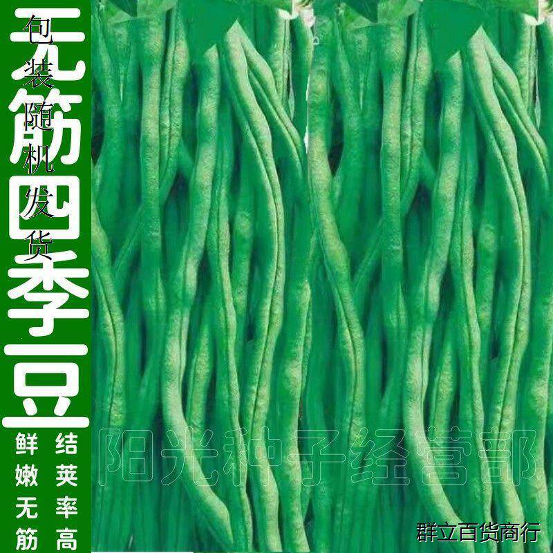 无筋架豆王种子肉厚四季豆长无筋豆角荚长高产无丝蔬菜种子大全