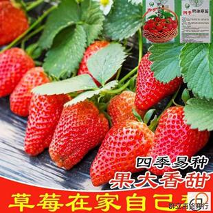 草莓种子四季结果易种活奶油草莓新品种农家室内阳台盆栽水果种籽
