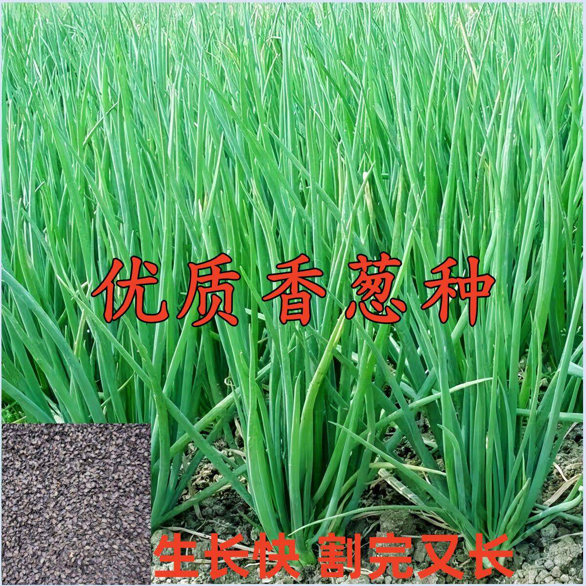 四季小香葱种子大葱小葱籽正宗老品种葱种籽蔬菜种子阳台盆栽