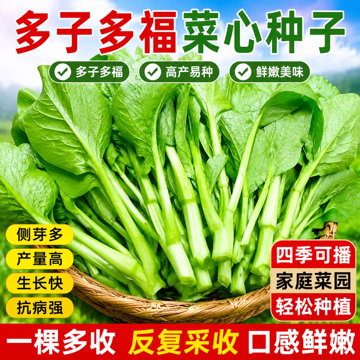 多子多福甜菜心种子多枝多芽菜心广东菜芯菜苔籽清甜蔬菜四季秋冬
