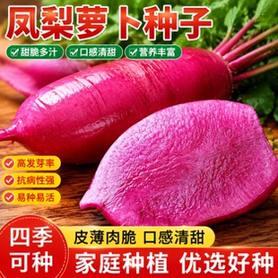 脆甜凤梨水果萝卜种子紫美人婕美潍县青水果萝卜四季阳台盆栽种子