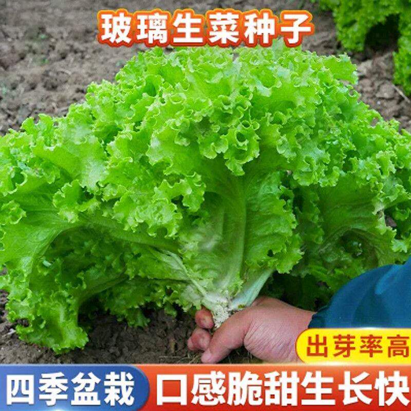 玻璃生菜种子种籽孑阳台种菜农家盆栽莱种春季沙拉生吃蔬菜孑菜籽
