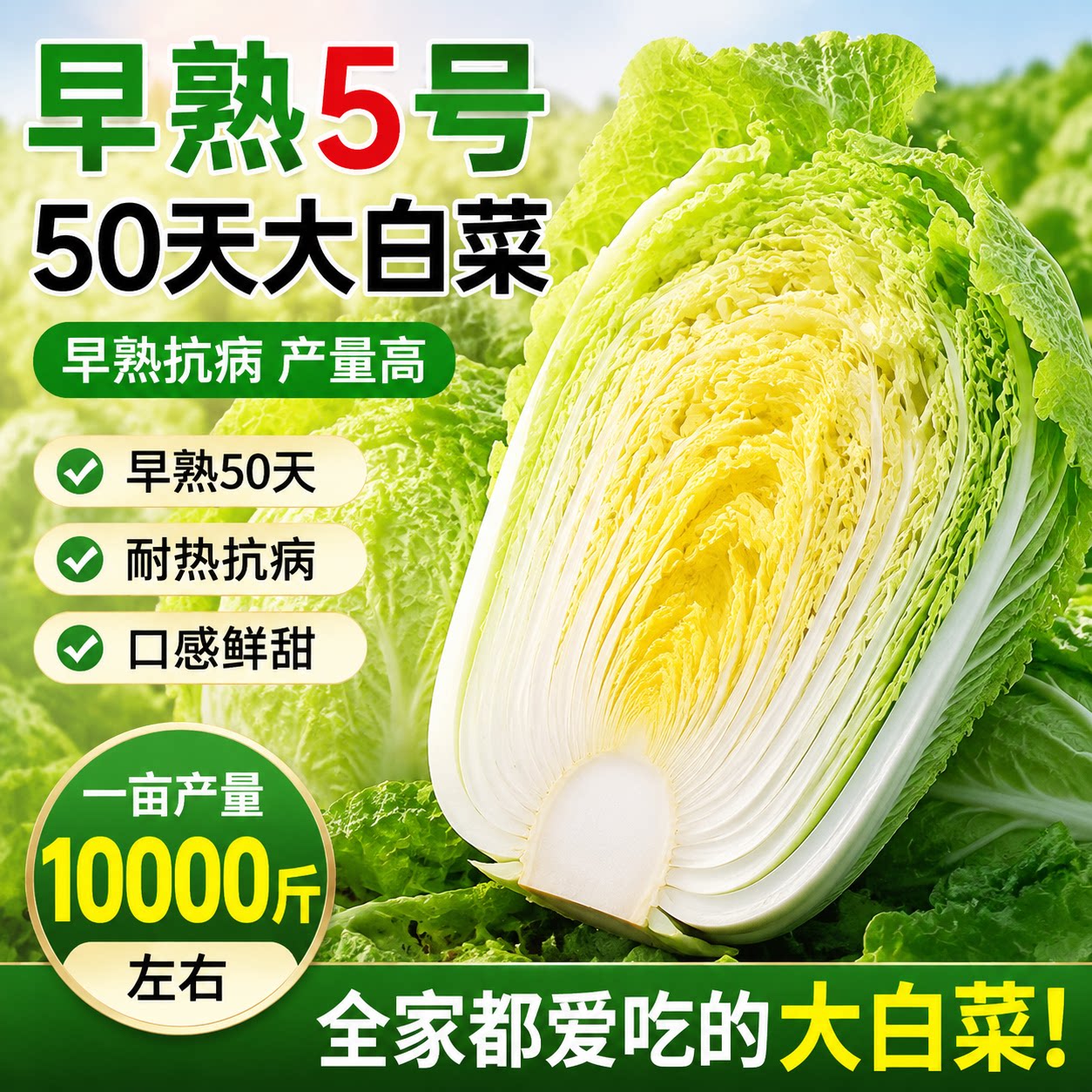 早熟5号白菜种子 五号耐热菜种子耐高温50天白菜包心蔬菜种子大全