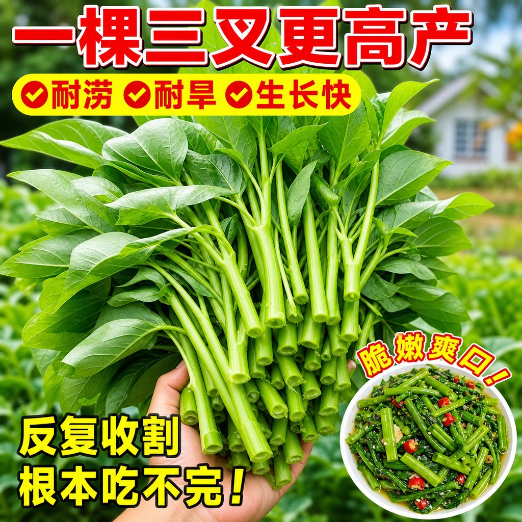 三叉空心菜种籽蕹菜通心菜种子竹叶菜四季高产盆栽大叶青菜种子孑
