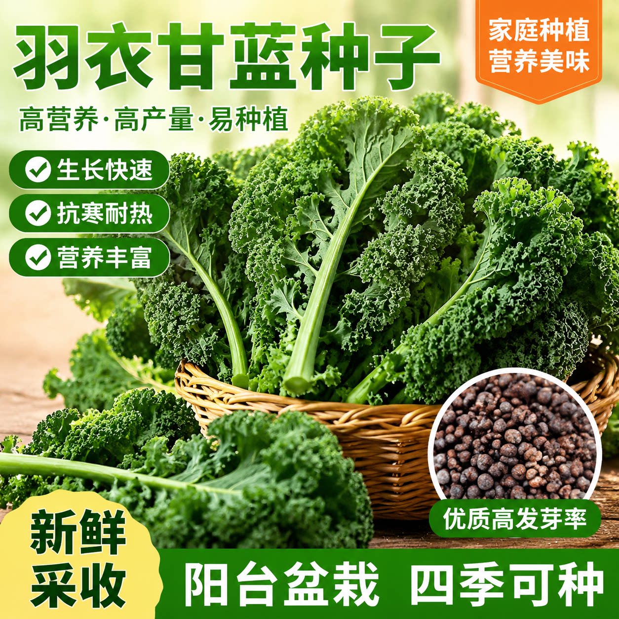 羽衣甘蓝种孑蔬菜种子阳台自种菜苗南方秋播菜种籽四季菜籽盆栽