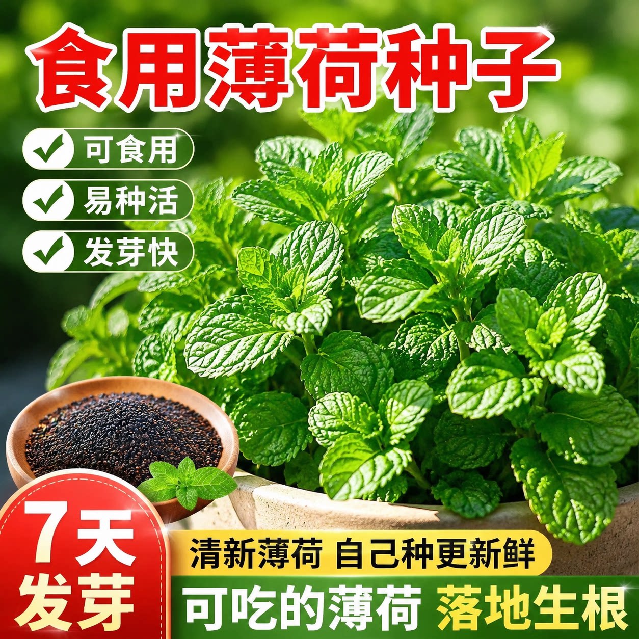 可食用薄荷籽种大叶留兰香种子柠檬猫薄荷四季播种室内外驱蚊植物