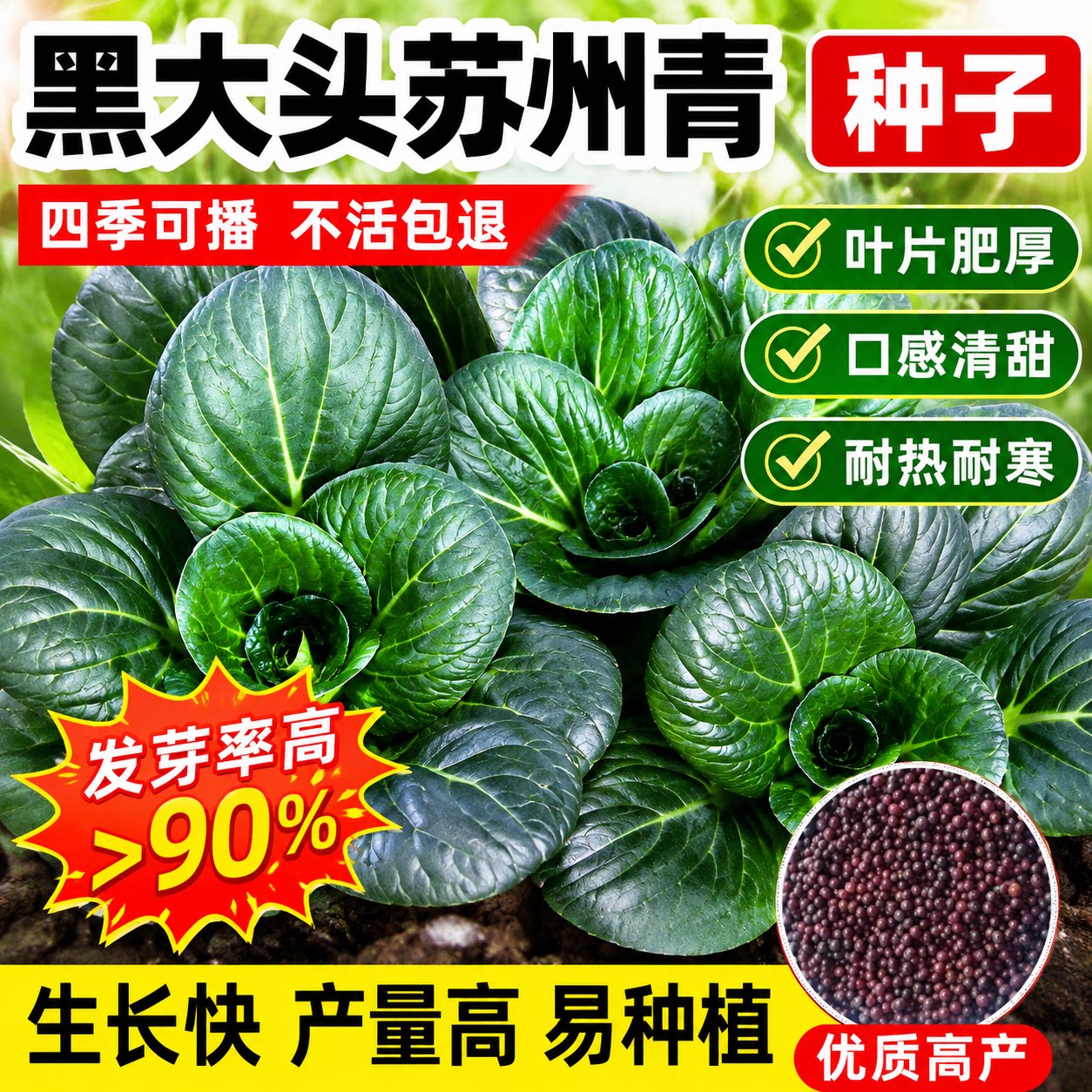 正品黑叶矮脚苏州青种子黑大头肉厚趴地菜小油菜种籽四季耐寒抗冻