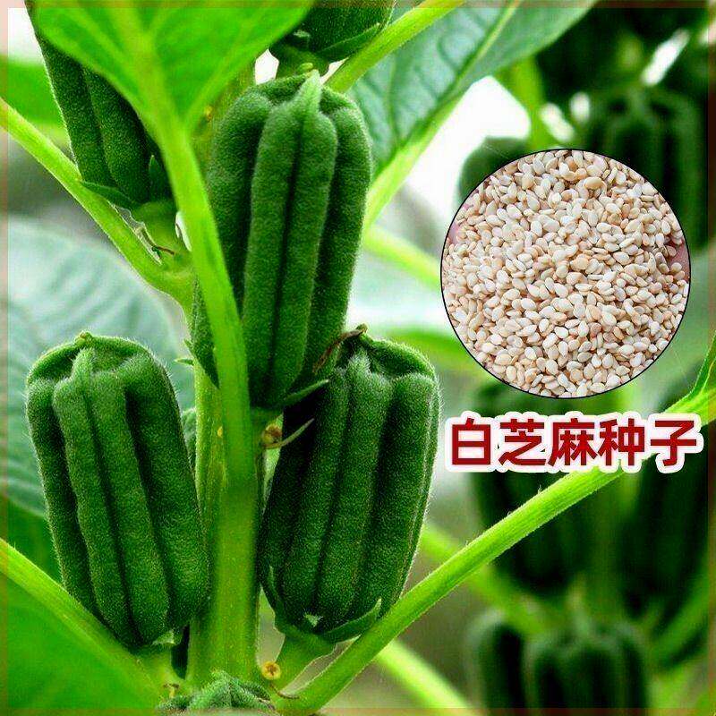 白芝麻种子高产高芝麻种子黑芝麻籽新品种油早熟抗旱春季蔬菜种籽