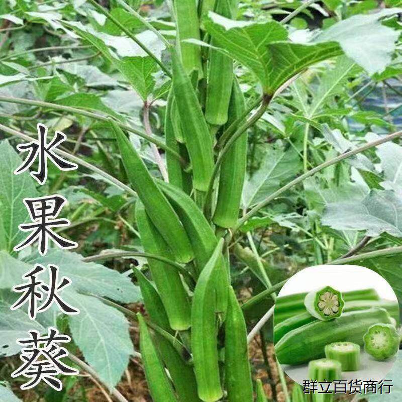 不易老水果秋葵种子可以生吃 而且好种的不易老的 水果黄色秋葵籽