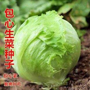 四季 包心西生菜种子结秋生菜籽圆生菜汉堡球耐抽苔秋季 蔬菜种孑