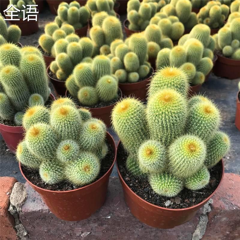 金丝猴多头群生仙人球包邮好养仙人掌植物室内防辐射美观趣味盆栽