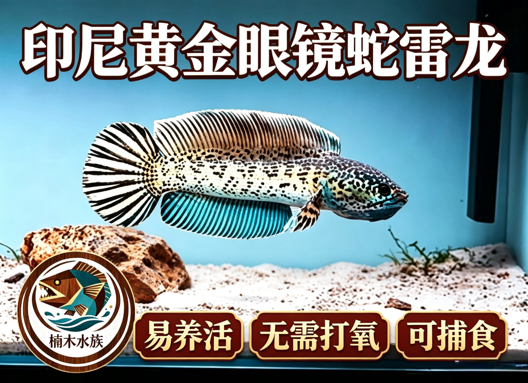 印尼黄金眼镜蛇雷龙鱼观赏鱼淡水大型凶猛热带鱼好养便宜易活