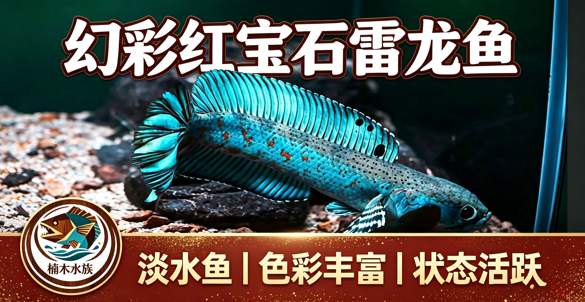 幻彩红宝石雷龙鱼观赏鱼淡水大型凶猛热带鱼好养便宜易活