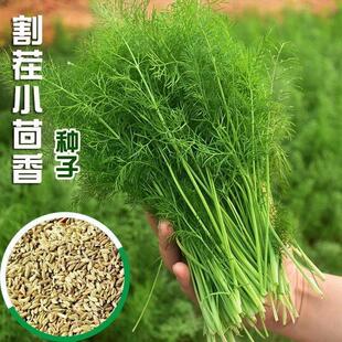 小茴香种子籽孑蔬菜苗新鲜香菜盆栽食用四季阳台农家庭院套装播种