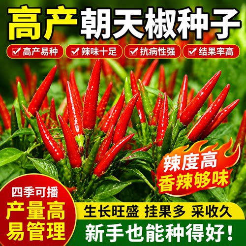 正宗朝天椒四季小米椒辣椒种籽超辣盆栽阳台春高产蔬菜种子孑大全